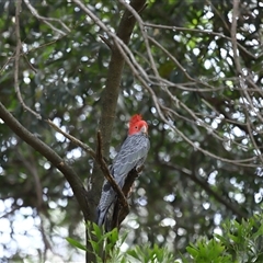 Callocephalon fimbriatum (Gang-gang Cockatoo) at Acton, ACT - 5 Dec 2025 by TimL