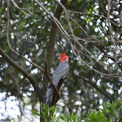 Callocephalon fimbriatum (Gang-gang Cockatoo) at Acton, ACT - 5 Dec 2025 by TimL