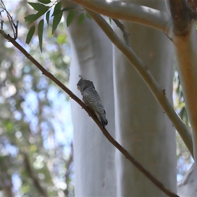 Callocephalon fimbriatum (Gang-gang Cockatoo) at Acton, ACT - 5 Dec 2025 by TimL