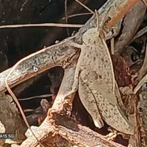 Unverified Grasshopper (several families) at Watson, ACT - Today by MPW