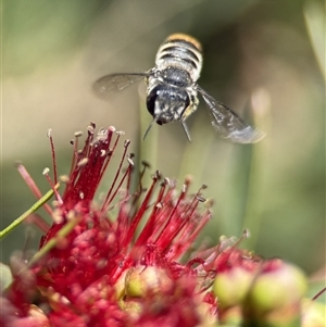 Megachile ferox (Resin bee) at Yarralumla, ACT - Today by PeterA