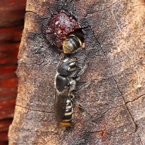 Megachile (Eutricharaea) macularis at Acton, ACT - 5 Dec 2025 by TimL