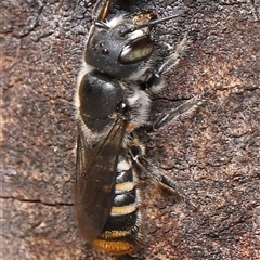 Acari (informal subclass) at Acton, ACT - 5 Dec 2025 by TimL