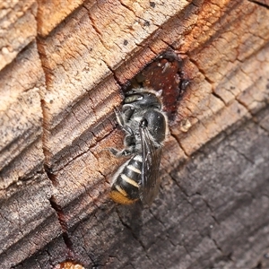 Megachile (Eutricharaea) macularis at Acton, ACT - 5 Dec 2025 by TimL