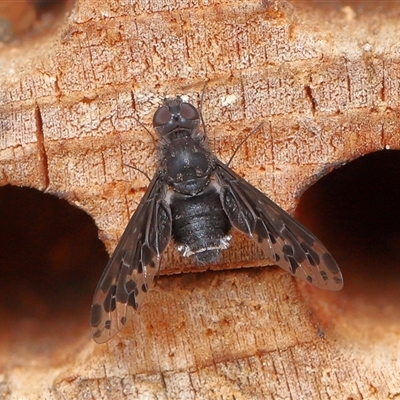 Anthrax sp. (genus) at Acton, ACT - 5 Dec 2025 by TimL