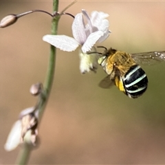 Amegilla (Zonamegilla) asserta (Blue Banded Bee) at Yarralumla, ACT - 7 Dec 2025 by PeterA