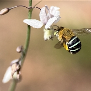 Amegilla (Zonamegilla) asserta (Blue Banded Bee) at Yarralumla, ACT - Yesterday by PeterA