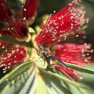Paralastor sp. (genus) at Yarralumla, ACT - Yesterday by PeterA