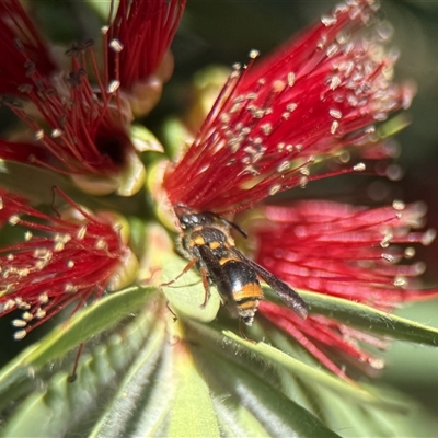 Paralastor sp. (genus) at Yarralumla, ACT - 7 Dec 2025 by PeterA