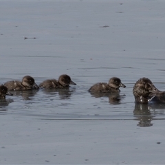 Oxyura australis at Fyshwick, ACT - Today by rawshorty