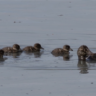 Oxyura australis at Fyshwick, ACT - Today by rawshorty