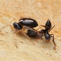 Euryopis sp. (genus) (An ant eating spider) at Acton, ACT - 7 Dec 2025 by TimL
