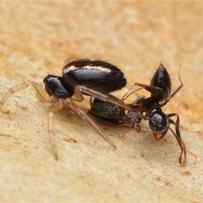 Euryopis sp. (genus) (An ant eating spider) at Acton, ACT - 7 Dec 2025 by TimL