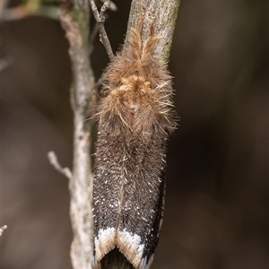 Euproctis limbalis (Bordered Browntail Moth) at Cook, ACT - Today by Roger