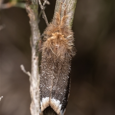 Euproctis limbalis (Bordered Browntail Moth) at Cook, ACT - 8 Dec 2025 by Roger
