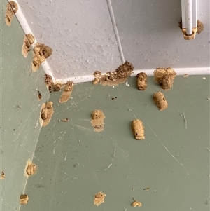 Unverified Wasp (Hymenoptera, Apocrita) at Broke, NSW - Today by RoyP