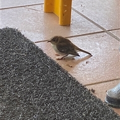 Unverified Small (Robin, Finch, Thornbill etc) at Broke, NSW - Yesterday by RoyP