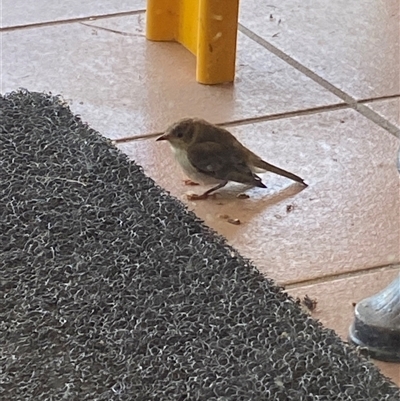 Unverified Small (Robin, Finch, Thornbill etc) at Broke, NSW - Yesterday by RoyP