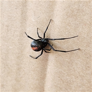 Latrodectus hasselti at Fyshwick, ACT - Today by MatthewFrawley