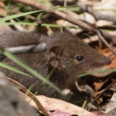 Unverified Antechinus at Paddys River, ACT - 7 Dec 2025 by patrickcox