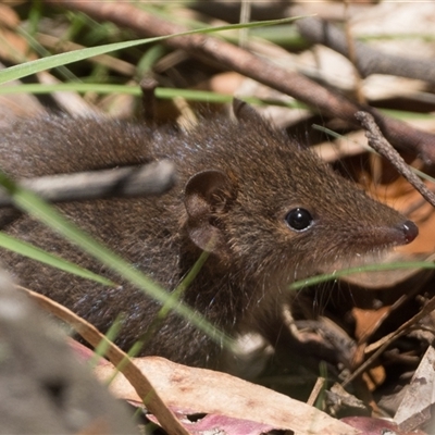 Unverified Antechinus at Paddys River, ACT - 7 Dec 2025 by patrickcox
