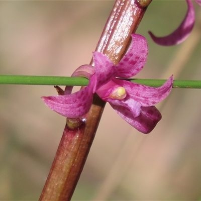 Dipodium roseum (Rosy Hyacinth Orchid) at Manton, NSW - 6 Dec 2025 by SandraH