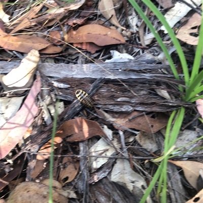 Melanozosteria cingulata (A wingless native cockroach) at Kungala, NSW - 8 Dec 2025 by donnanchris