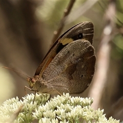 Heteronympha merope at Acton, ACT - 8 Dec 2025 by ChrisChapman