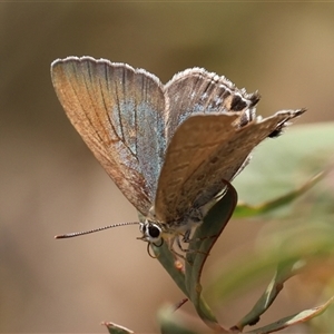 Jalmenus icilius at Higgins, ACT - Today by ChrisChapman