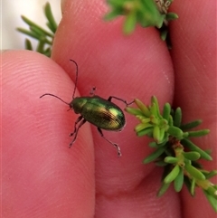 Edusella sp. (genus) (A leaf beetle) by glbn1