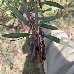 Unverified Wattle at Bonython, ACT - Yesterday by GG