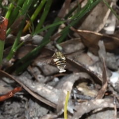 Unverified Bee fly (Bombyliidae) at Oallen, NSW - 8 Dec 2025 by Csteele4