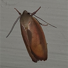 Ptyoptila matutinella (Wingia Group) at Goulburn, NSW - 6 Dec 2025 by glbn1