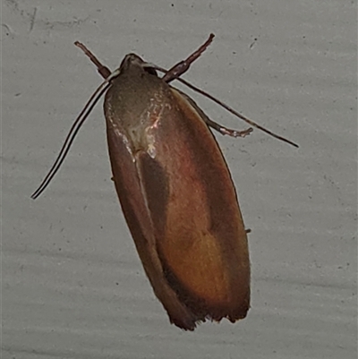 Ptyoptila matutinella (Wingia Group) at Goulburn, NSW - 6 Dec 2025 by glbn1