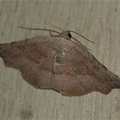 Unverified Moth (Lepidoptera) at Goulburn, NSW - 6 Dec 2025 by glbn1