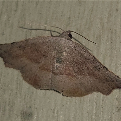 Unverified Moth (Lepidoptera) at Goulburn, NSW - 6 Dec 2025 by glbn1