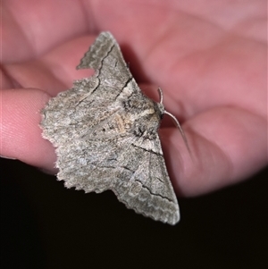 Hypobapta diffundens at Goulburn, NSW - 6 Dec 2025 by glbn1