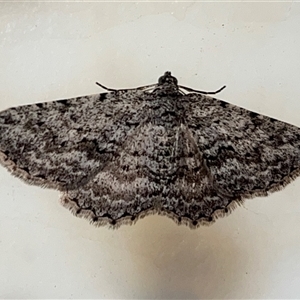 Unverified Geometer moth (Geometridae) at Bonython, ACT - Today by GG