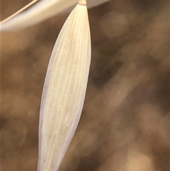 Avena (genus) (Wild Oats) at Crowther, NSW - Yesterday by Frecko