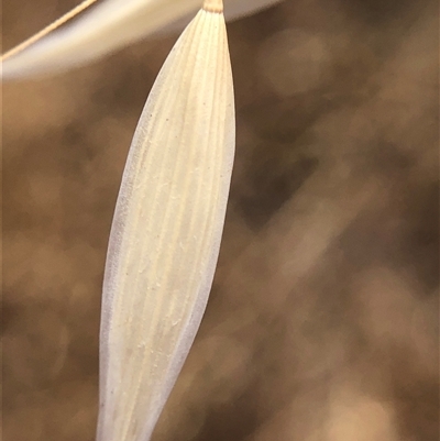 Avena (genus) (Wild Oats) at Crowther, NSW - Yesterday by Frecko