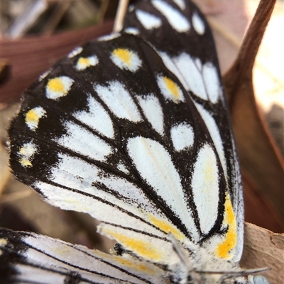 Belenois java (Caper White) at Crowther, NSW - 8 Dec 2025 by Frecko
