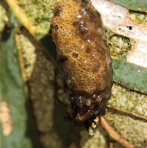 Oxyops sp. (genus) at Crowther, NSW - Today by Frecko