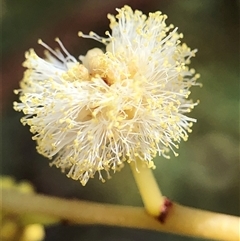 Acacia buxifolia subsp. buxifolia at Crowther, NSW - Yesterday by Frecko
