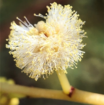 Acacia buxifolia subsp. buxifolia at Crowther, NSW - Yesterday by Frecko