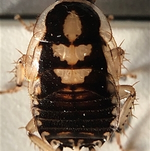 Blattodea (order) at Crowther, NSW - Today by Frecko