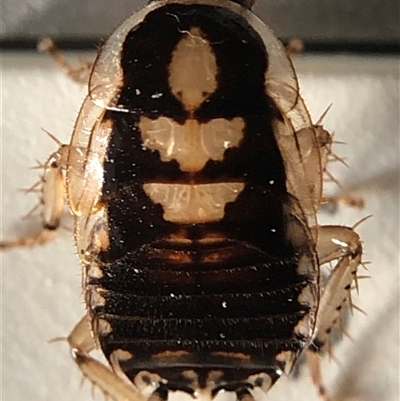 Blattodea (order) at Crowther, NSW - 8 Dec 2025 by Frecko