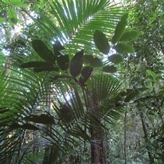 Mischocarpus grandissimus at Syndicate, QLD - 24 Aug 2022 by JasonPStewart