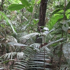 Mischocarpus grandissimus at Syndicate, QLD - 20 Nov 2015 by JasonPStewart