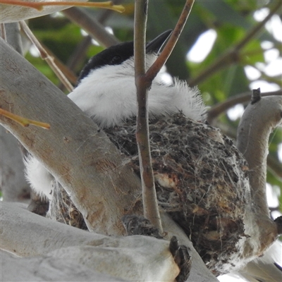 Lalage tricolor at  - suppressed by HelenCross