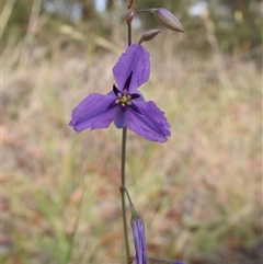Arthropodium (genus) at Kambah, ACT - Yesterday by HelenCross